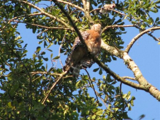 More Blue Jays arrive to harass the hawk.