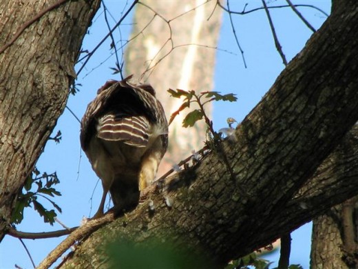 The trademark black and white striped tail.