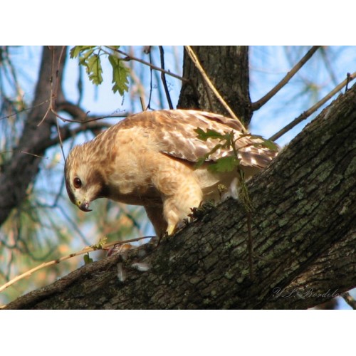 Red-shouldered Hawk in early spring.