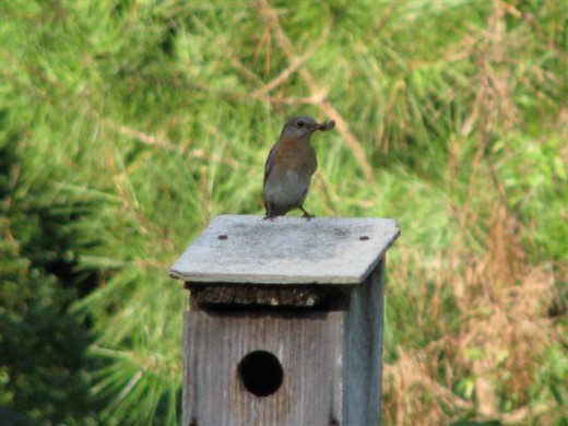 Female eastern Bluebird with a fat, juicy grub.