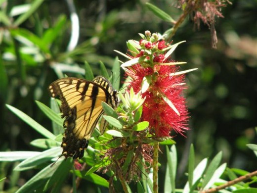Tiger Swallowtail on Bottlebrush flower.