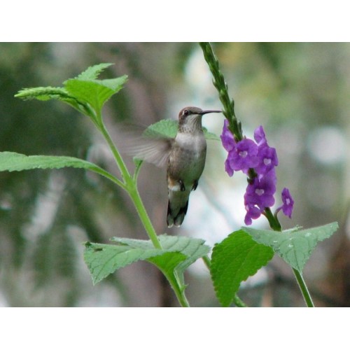 Female Ruby-throated Hummingbirds drinking from Jamaican Vervain flowers.