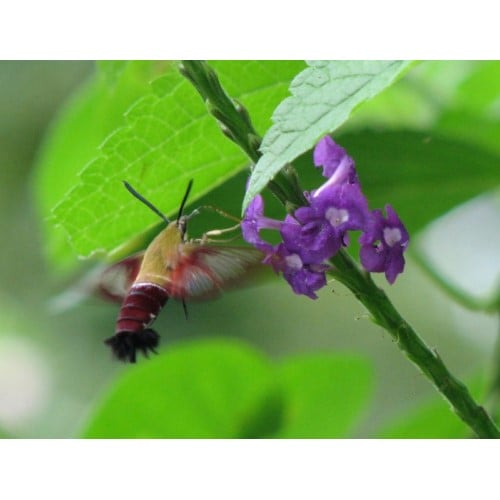 Clearwing Hummingbird Moth drinking from Costa Rican vervain.