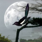 Chattering Magpie profile image