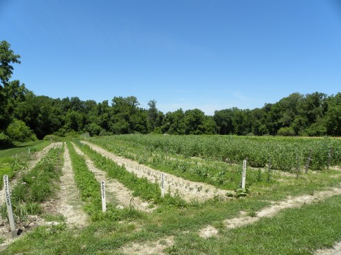 Rows of herbs at La Vista