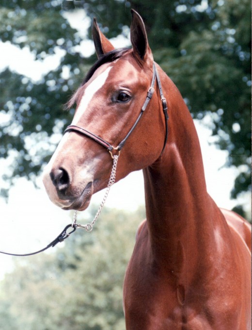 Stormy as a yearling