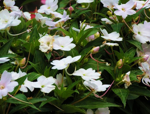 Bright white Impatiens brighten a shady spot.