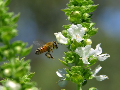 A bee about to land on a column of white.