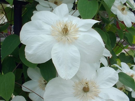 Mme. Le Coultre Clematis.  Photo by timorous