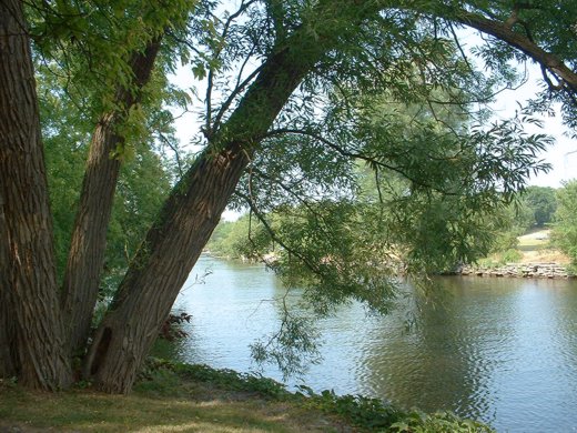 Summer trees by the river.  Photo by timorous
