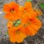 Nasturtium (click to view full size) Nasturtium (click to view full size)