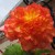 Begonia (click to view full size) Begonia (click to view full size)