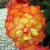 Begonia (click to view full size) Begonia (click to view full size)