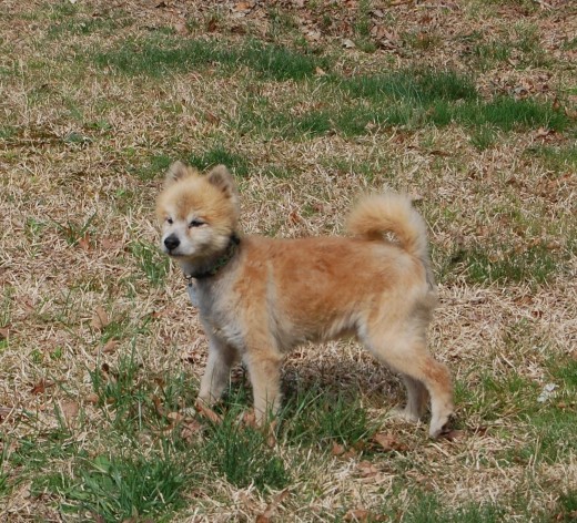 Sunny a few months after he moved in with me. He had already gained a lot of weight and actually had fur to keep him warm. It was one of the first days he got to enjoy 'freedom'!