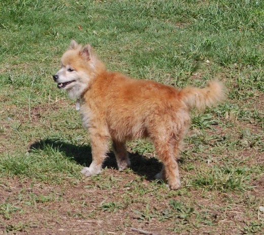 Sunny in May. Everytime he goes outside he will patrol his territory and then lay down for a nap. On hot days he will lay down in the pool. If he got himself all soaked, he will get up and go back in the shade. Thank God he loves being brushed!