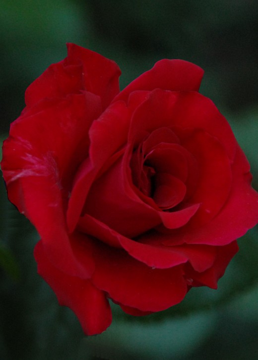 The Fateful Rose