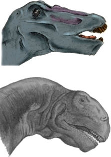 Apatosaurus head (Top) compared with a Camarasaurus head (Bottom)