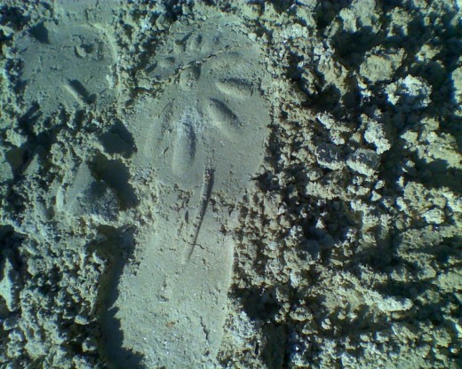 Footprints of strangers 
