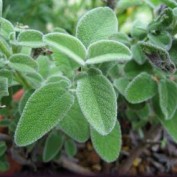 GreenSage profile image
