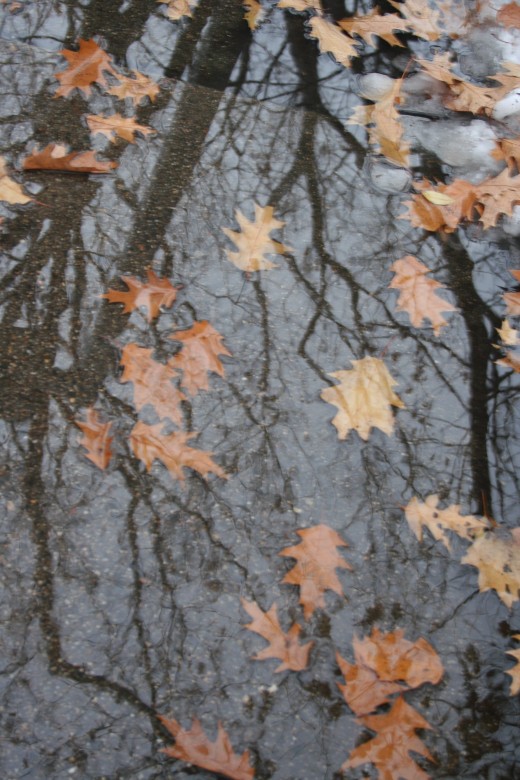 canopy of leaves reflected in water