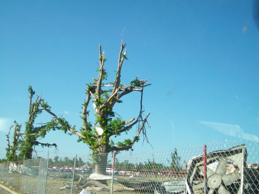 The tree grows back, with roofing still lodged in its branches.