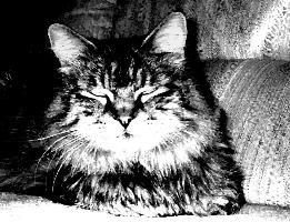 This is "Gertrude" the Maine Coon Cat in the Legacy of the Skull Master by SM Rodgers. All Right Reserved under Legacy of the Skull Master.