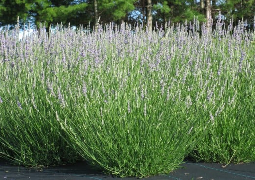 The Best French & English Lavender Varieties to Grow in Zone 5 | Dengarden