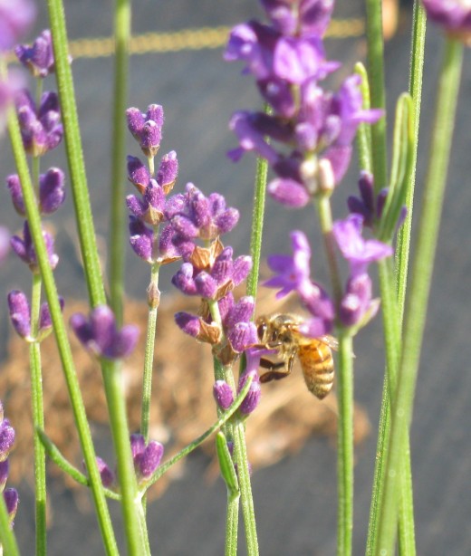 The Best French & English Lavender Varieties to Grow in Zone 5 | Dengarden