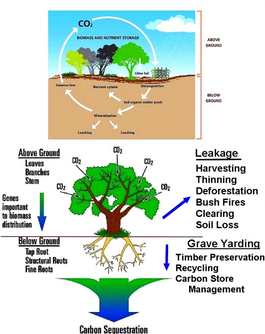 Carbon Farming - Storing Carbon in Soils, Vegetation Offsets Emissions ...