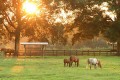 Work and Leisure in Ocala, a Horse Community