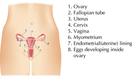 Egg developing in an ovary. During an egg donation, the donor will take medications to stimulate the development of multiple eggs at one time.