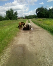 It's so hot...all we want is a puddle! (Our herd after one of their many Houdini acts.)