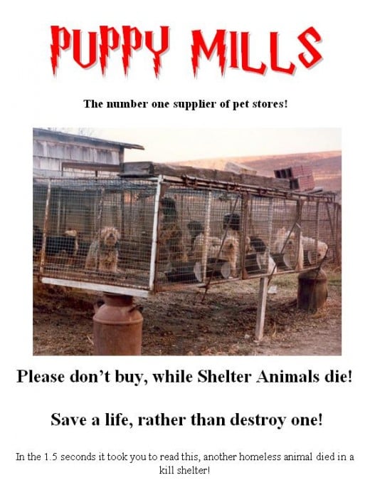 Spay/Neuter poster made by me!