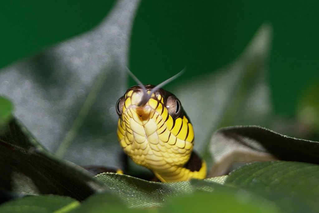 snakes-in-a-dream-meaning-of-dreams-about-snakes-exemplore