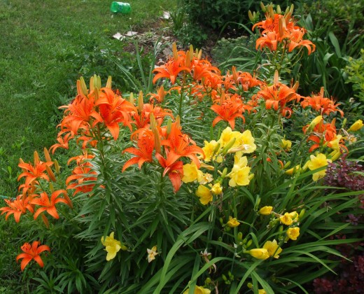 First, you stroll past hybrid lilies and daylilies.