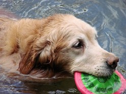 Great Websites for Dog Lovers: Reviews and Ratings