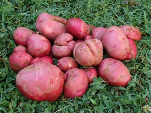 The potato crop I was forced to harvest after 106 degree F full sunlight wiped out the plants above ground. 