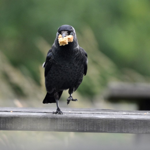 British Birds: Jackdaw Pictures: Meet Jack Daw the Car Park Attendant ...