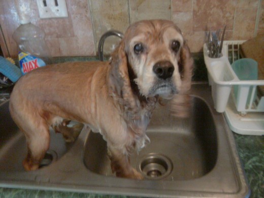 Sad Jamie is Sad that she has to have a bath. Wet dog in the kitchen sink = my favorite!