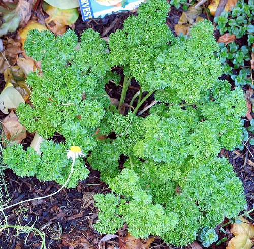 Parsley (Petroselinum crispum), biennial, 4-10" tall, grows best in moist, well drained soil, yellow to yellowish-green flowers.
