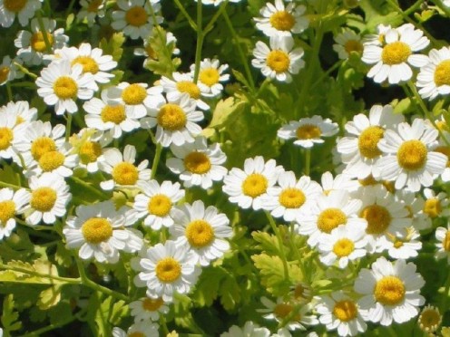 Feverfew (Tanacetum parthenium), perennial, 18" tall, grows into small bush, spreads rapidly, daisy-like flower, cut back to ground in fall. 