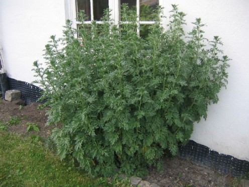 Sagebush.Woodworm