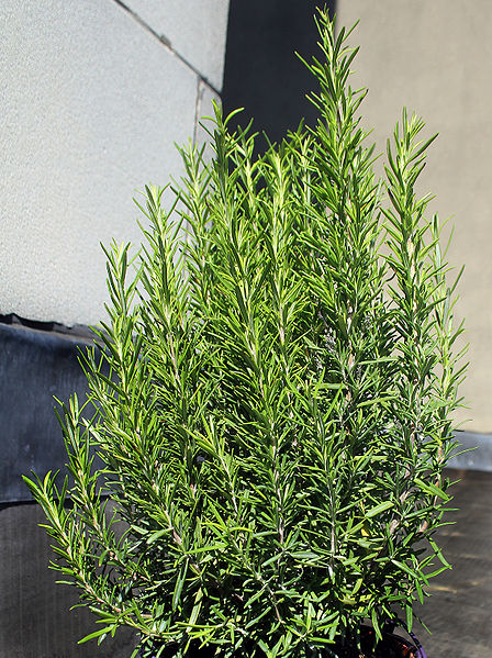 Rosemary