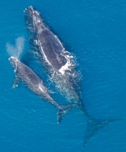 The North Atlantic Right Whale: One Of The Most Endangered Whales In The World.