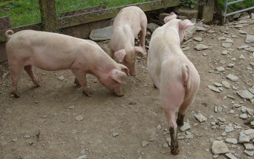 Oink: Three pigs play in the mud at the farm