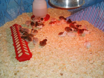 Day old keets (guinea chicks)