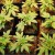 Pictures of several marijuana plants Pictures of several marijuana plants