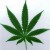 The Common Marijuana Plant The Common Marijuana Plant