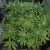 More plants More plants