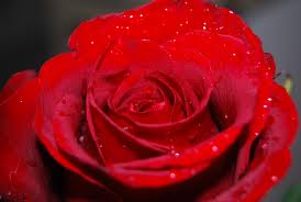 the blood red rose, so pure and true